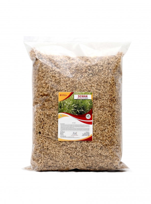 Sewan Grass (सेवण  घास )