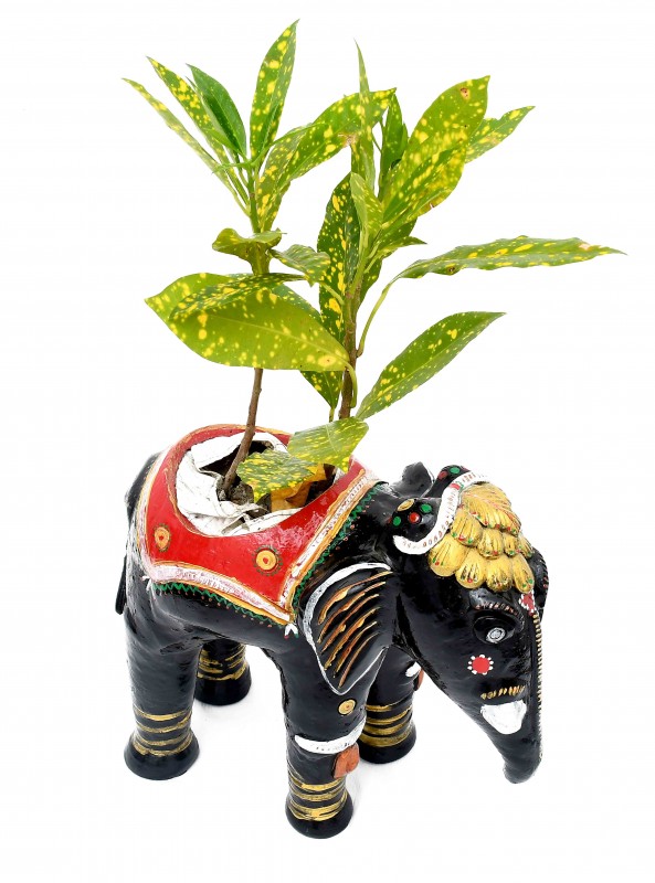 Plant Elephant